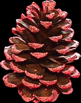 Lifesize 6" pine cone ornament taken from a pine tree well over 400 years old.