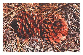 Ponderosa pine cones.
